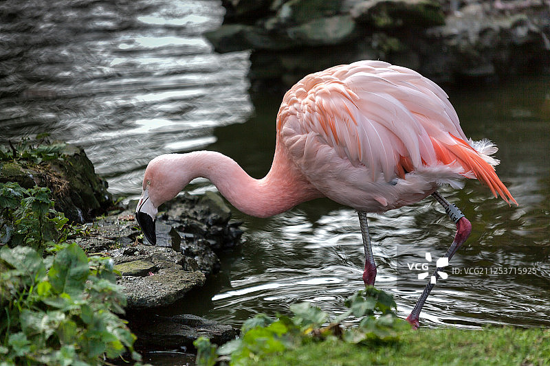 智利火烈鸟图片素材