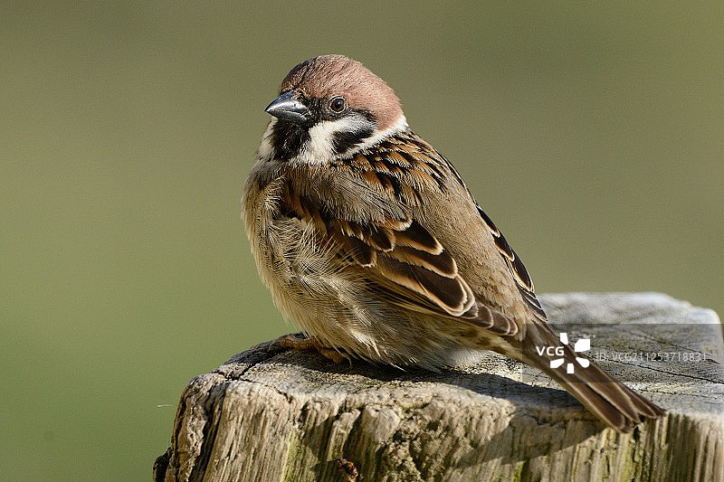 树干上的麻雀特写图片素材
