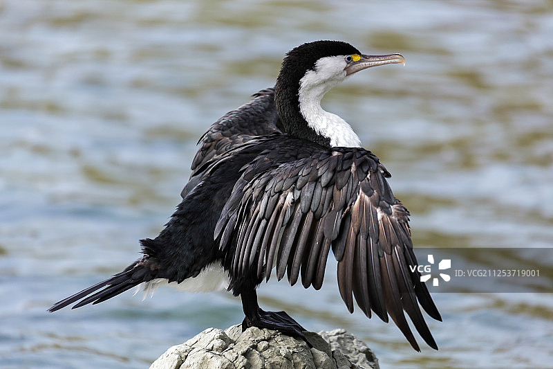 杂色鸬鹚图片素材