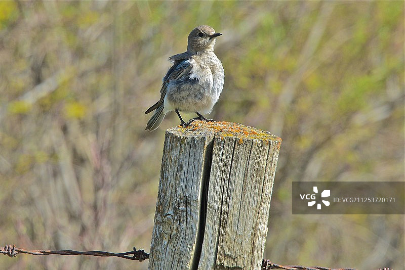 山蓝知更鸟栖息在柱子上的特写图片素材