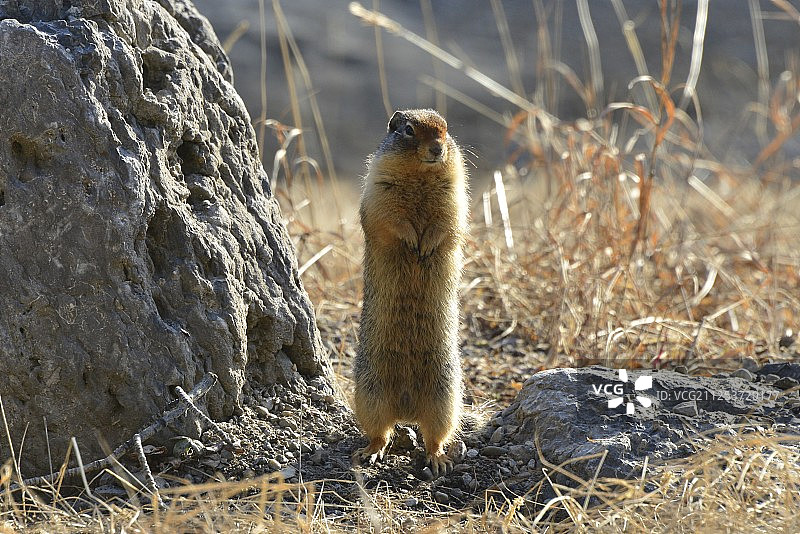 地鼠景观图片素材