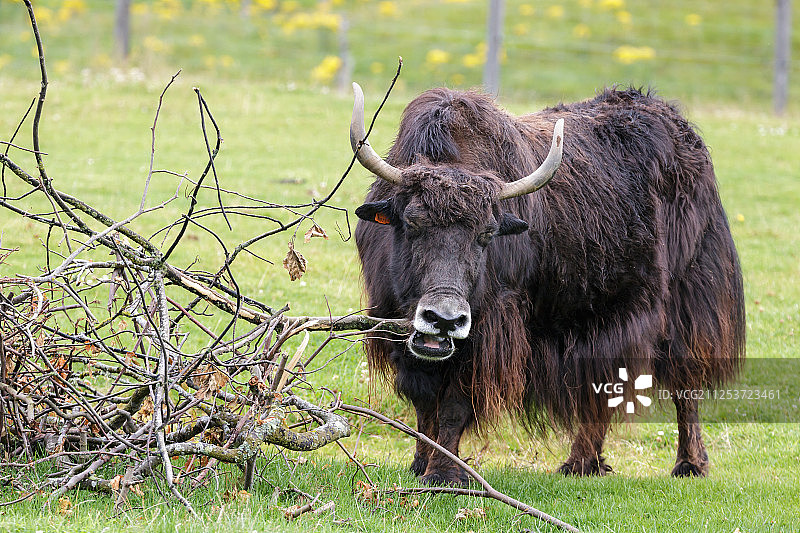 牦牛图片素材