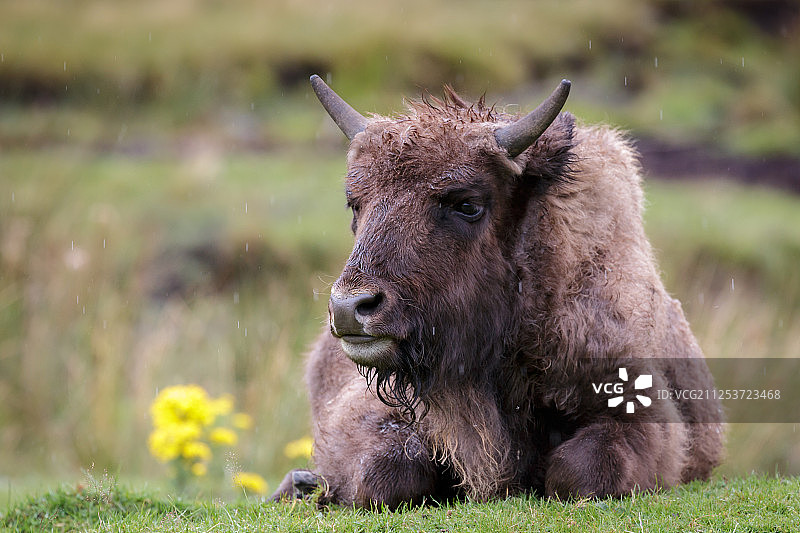 欧洲野牛图片素材