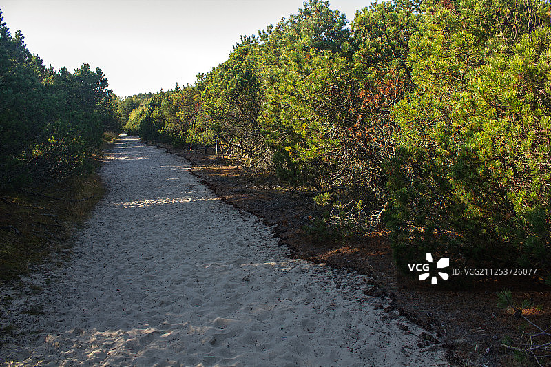 空旷的道路，树木与天空相映图片素材