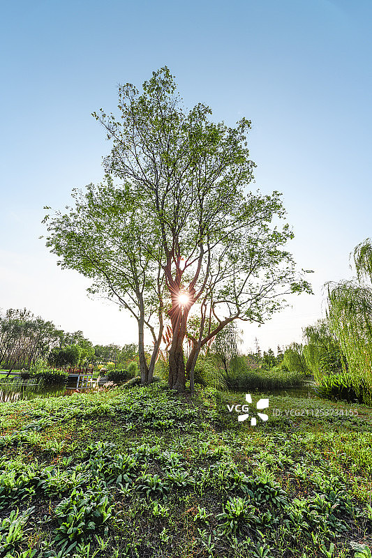 一棵树阳光草地蓝天无云星芒日芒日照照射素材图片素材