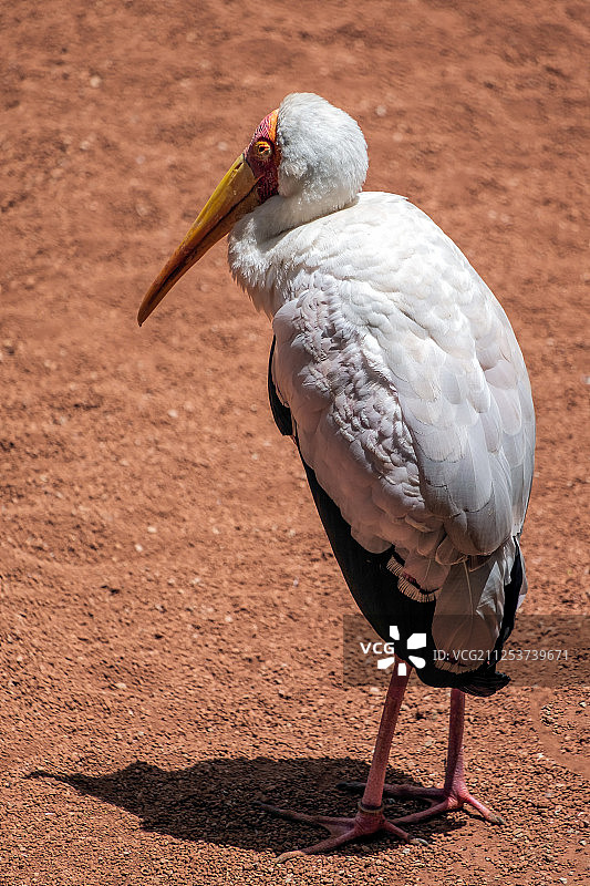 西班牙丰希罗拉生物园里的黄嘴鹳图片素材