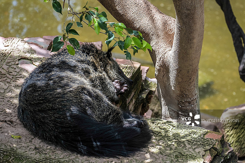 睡在丰希罗拉生物公园的熊狸图片素材