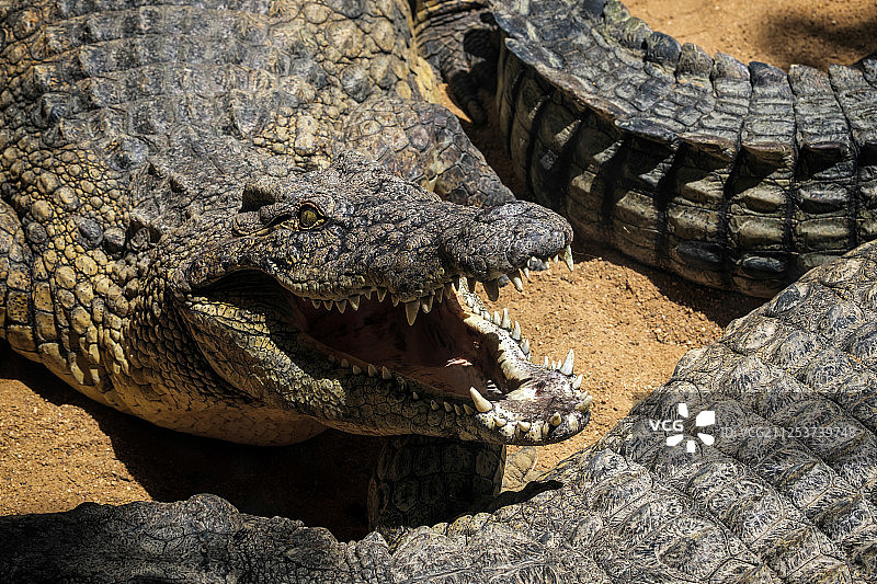 尼罗鳄（Crocodylus Niloticus）在福恩吉罗拉生物园图片素材