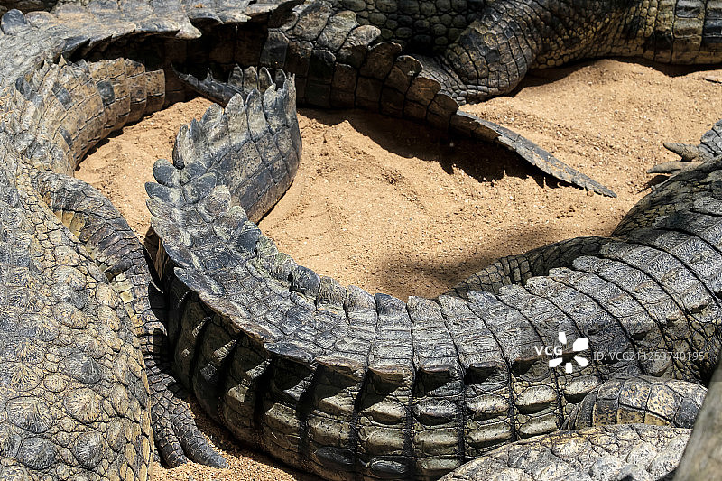 尼罗鳄（Crocodylus Niloticus）在福恩吉罗拉生物园图片素材