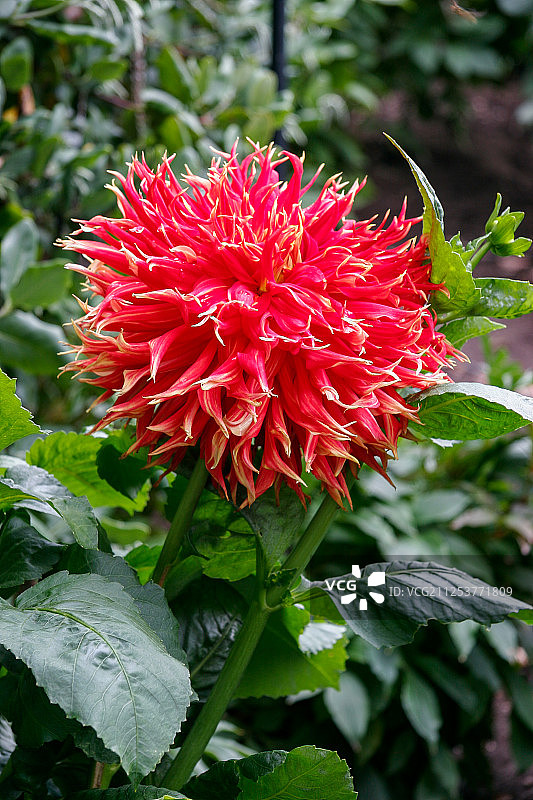 布查特花园里绚丽的红色大丽花图片素材