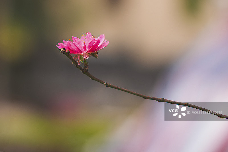 花图片素材