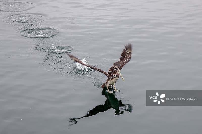 棕色鹈鹕图片素材