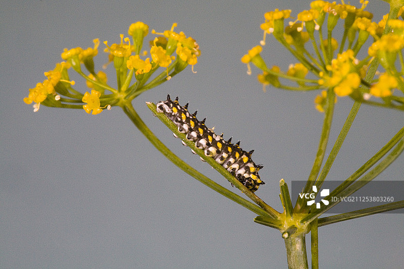 茴香凤蝶的毛毛虫图片素材
