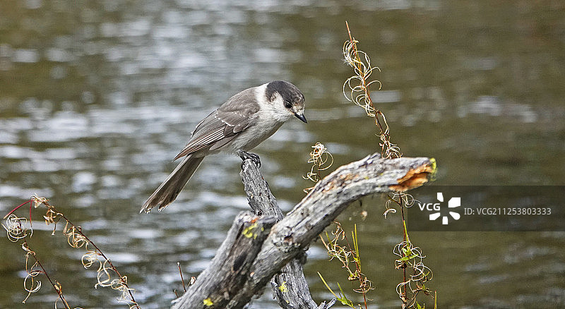 栖息在河上的灰噪鸦或加拿大噪鸦图片素材