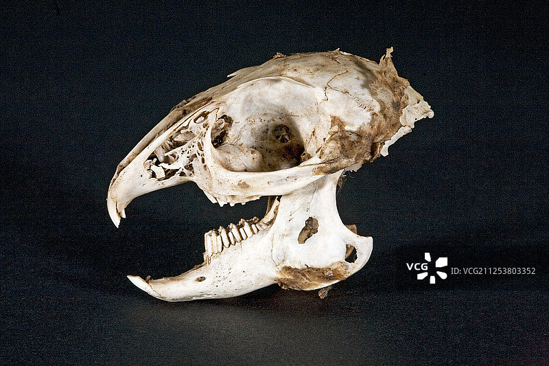 老鼠头骨图片素材