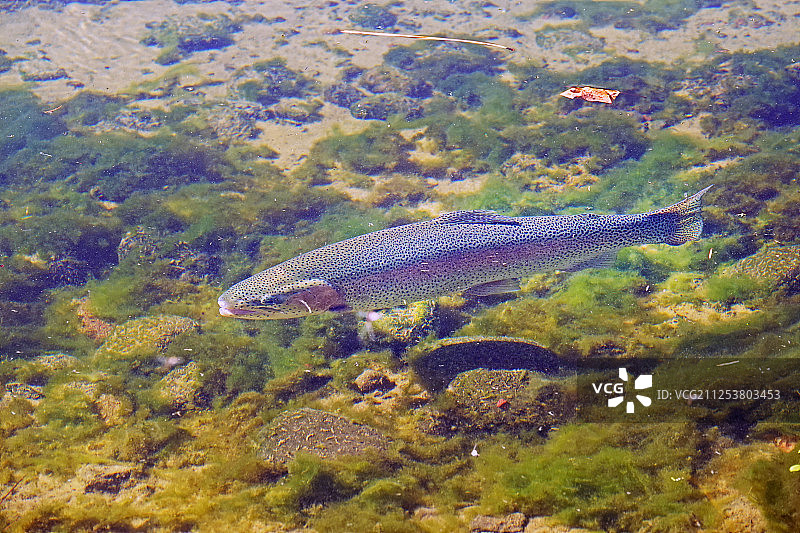 河中游动的虹鳟鱼图片素材