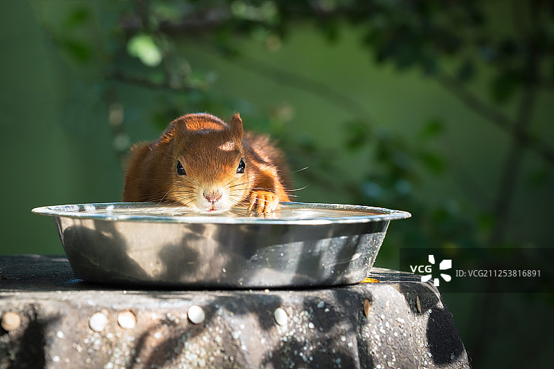 欧亚红松鼠图片素材
