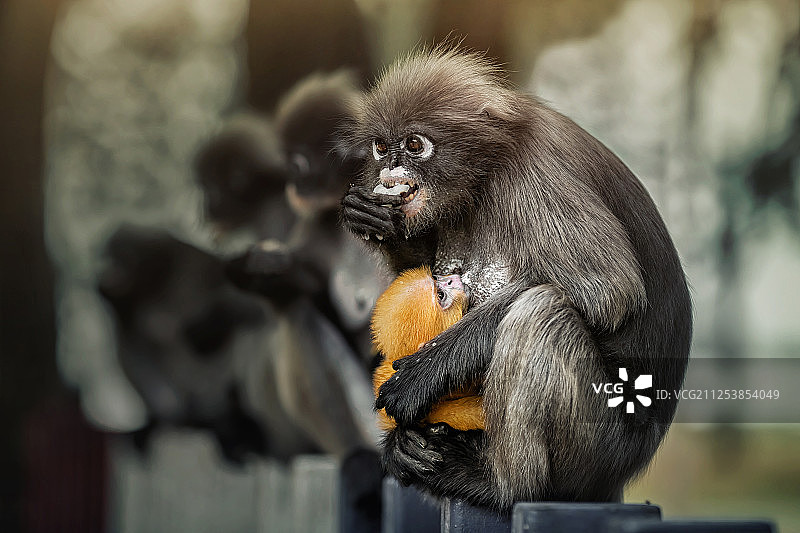猴子喂小猴图片素材