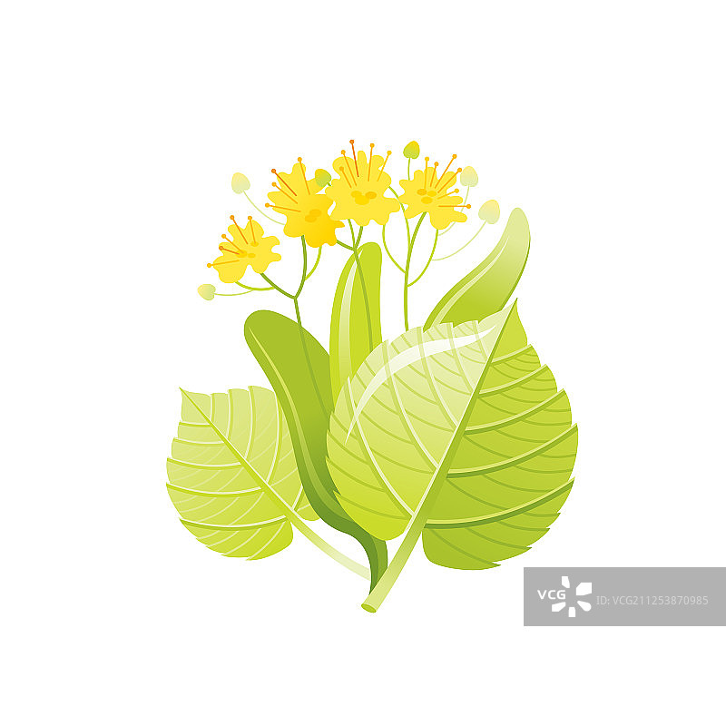 菩提树蜂蜜花朵写实图标图片素材
