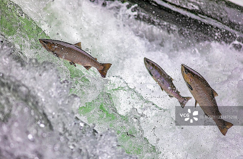 清里町的樱鳟图片素材