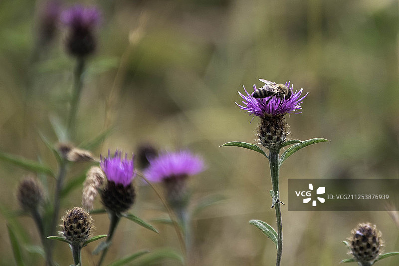 西方蜜蜂采集花粉图片素材