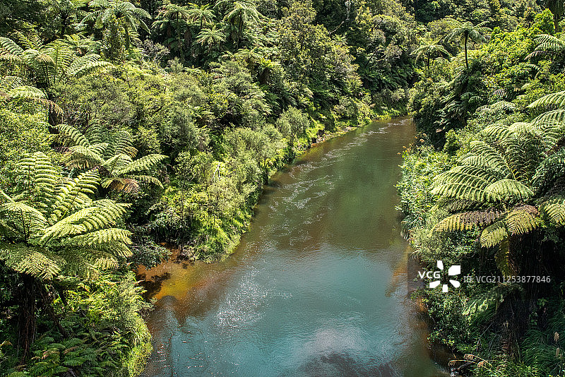 灌木丛中的平静河流图片素材