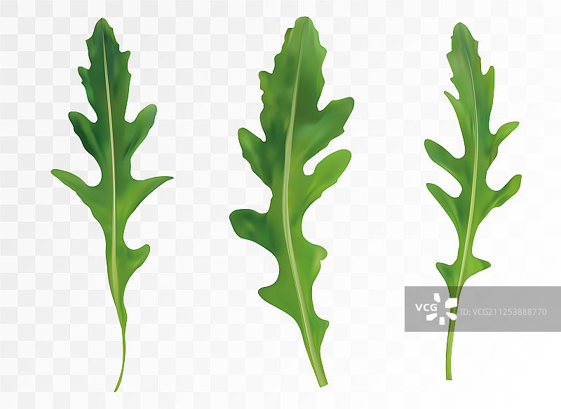 透明背景上的绿色芝麻菜叶图片素材