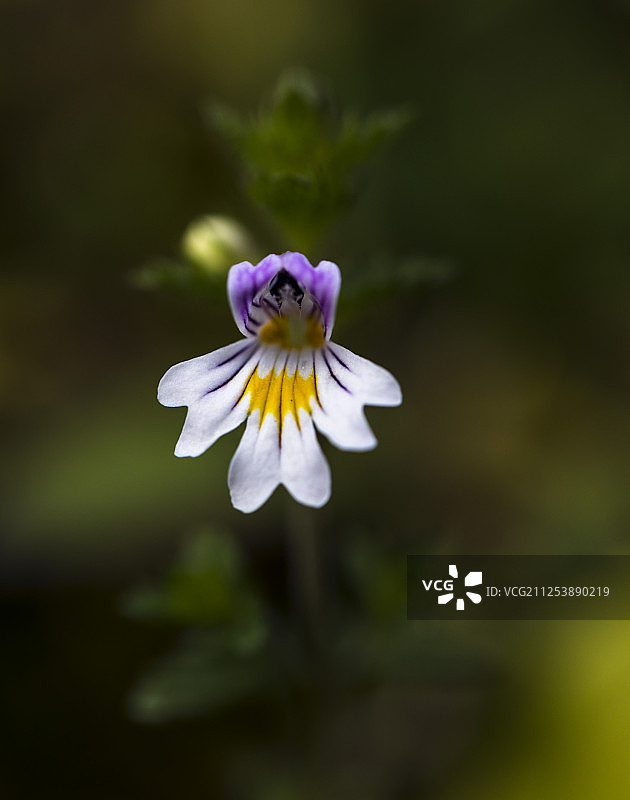 小米草图片素材