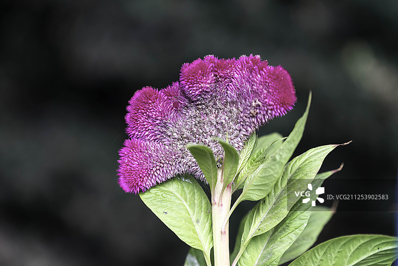 鸡冠花图片素材