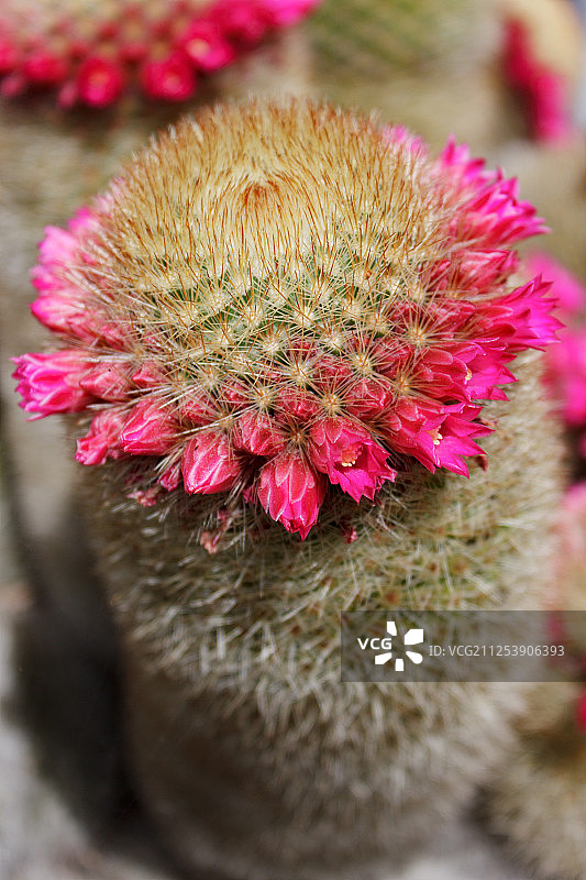 仙人掌图片素材