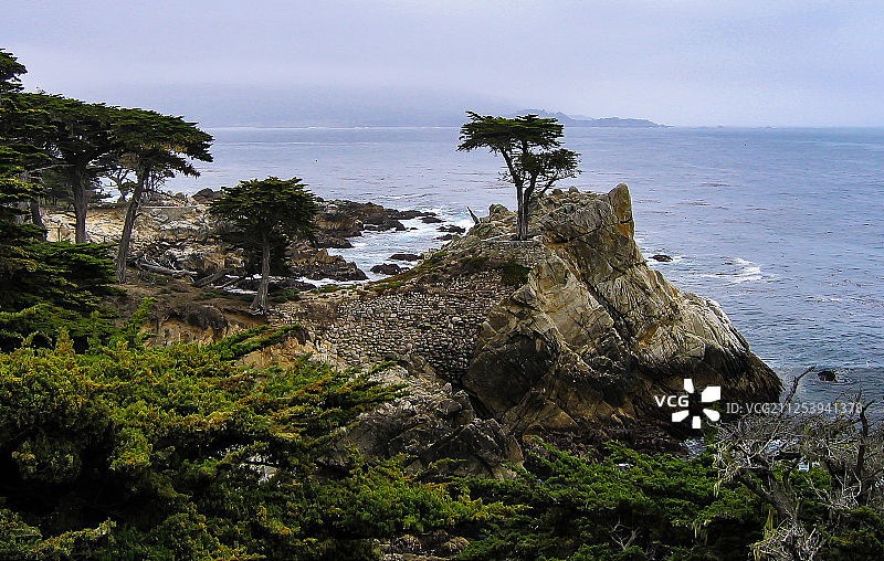 加利福尼亚州的孤柏图片素材