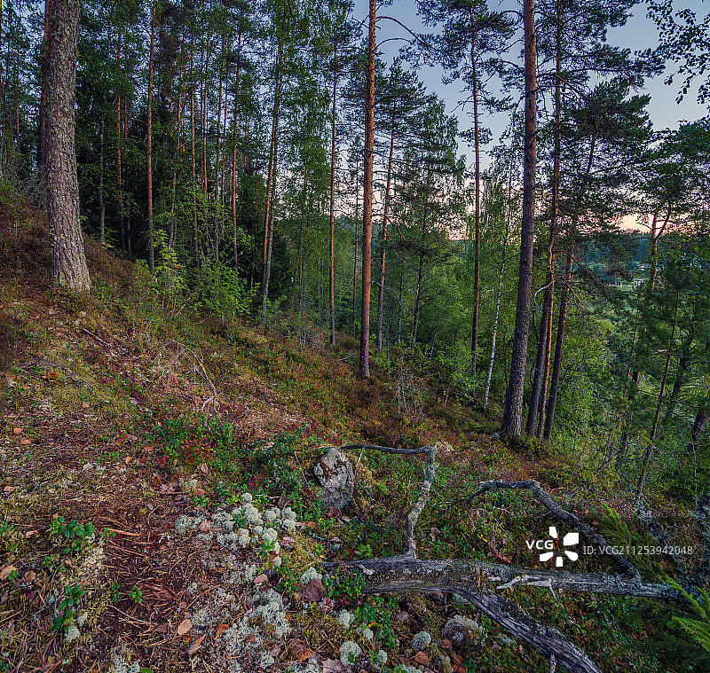 卡累利阿森林的某处图片素材