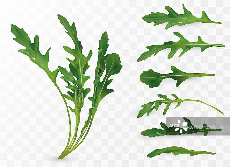 新鲜的芝麻菜叶合集图片素材