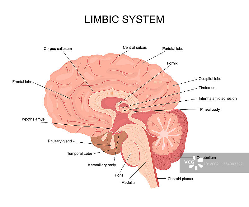 卡通边缘系统信息图概念卡图片素材