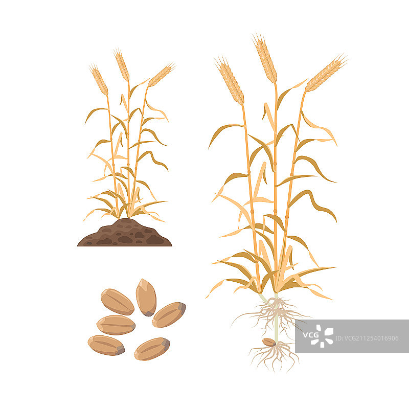 成熟小麦植株与小麦籽粒图片素材