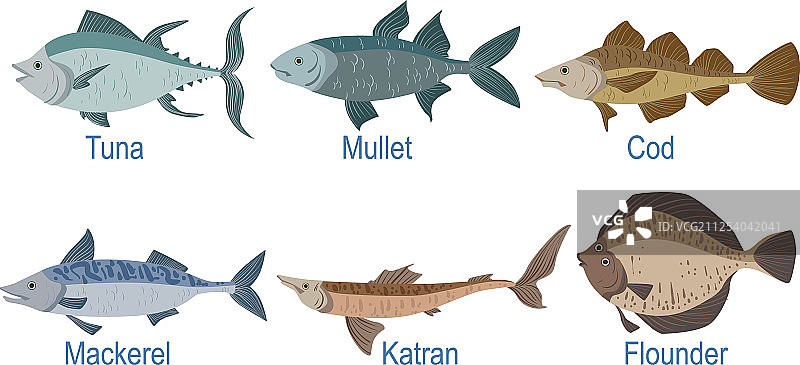 鱼类品种名称订阅合集图片素材