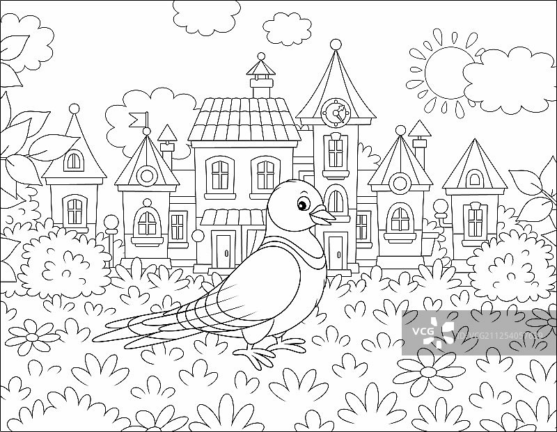 在草地上行走的鸽子图片素材