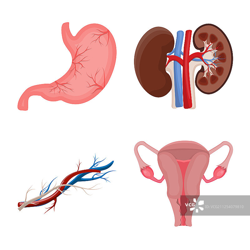 身体和人体符号集图片素材