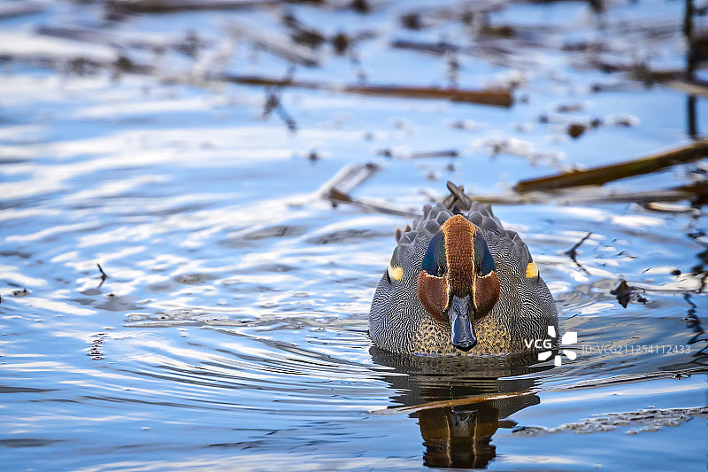 雄性绿头鸭，英国艾尔斯伯里图片素材
