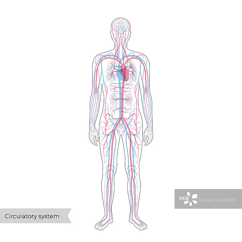 循环系统解剖学图片素材