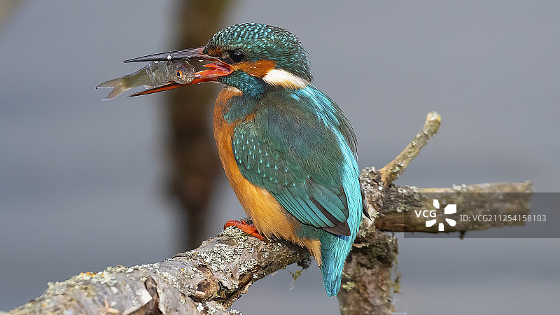 英国艾尔斯伯里，嘴里叼着鱼的翠鸟图片素材