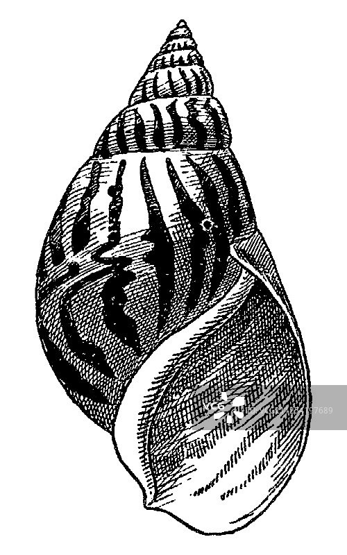 复古雕刻腹足动物图片素材