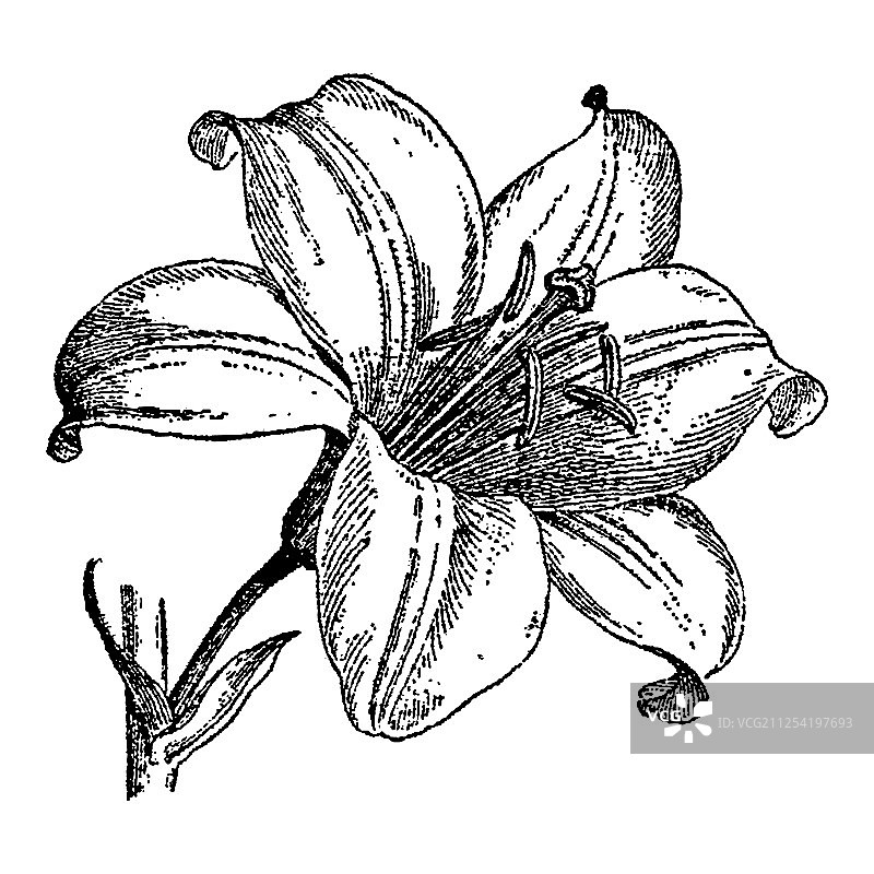 复古雕刻百合花图片素材