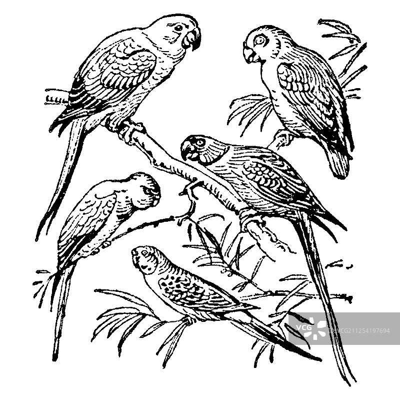 复古风格的鹦鹉雕刻图片素材