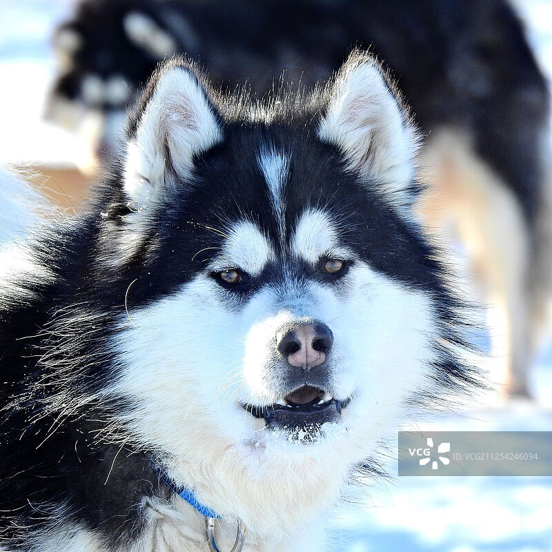 英俊的雪橇犬图片素材