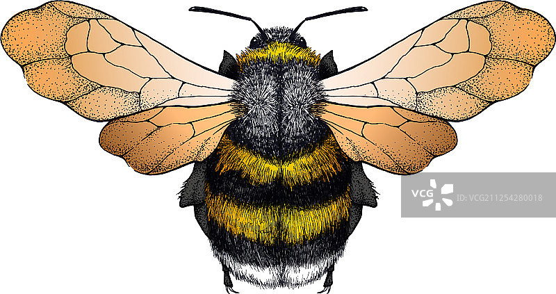 点刺风格的蜜蜂纹身，象征勤奋图片素材