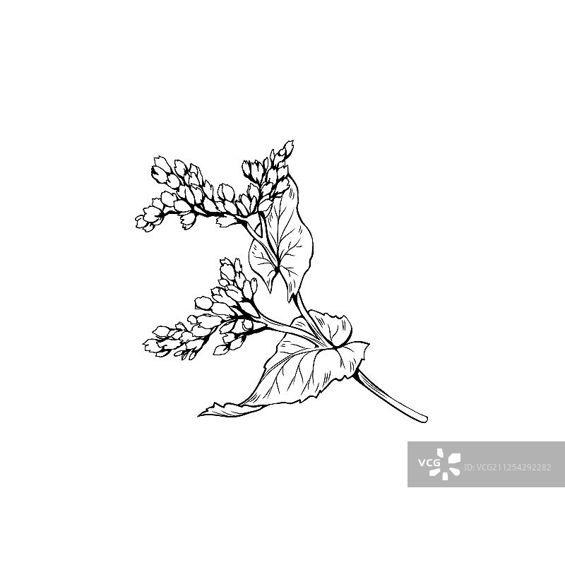 黑色墨水芥菜花素描图片素材