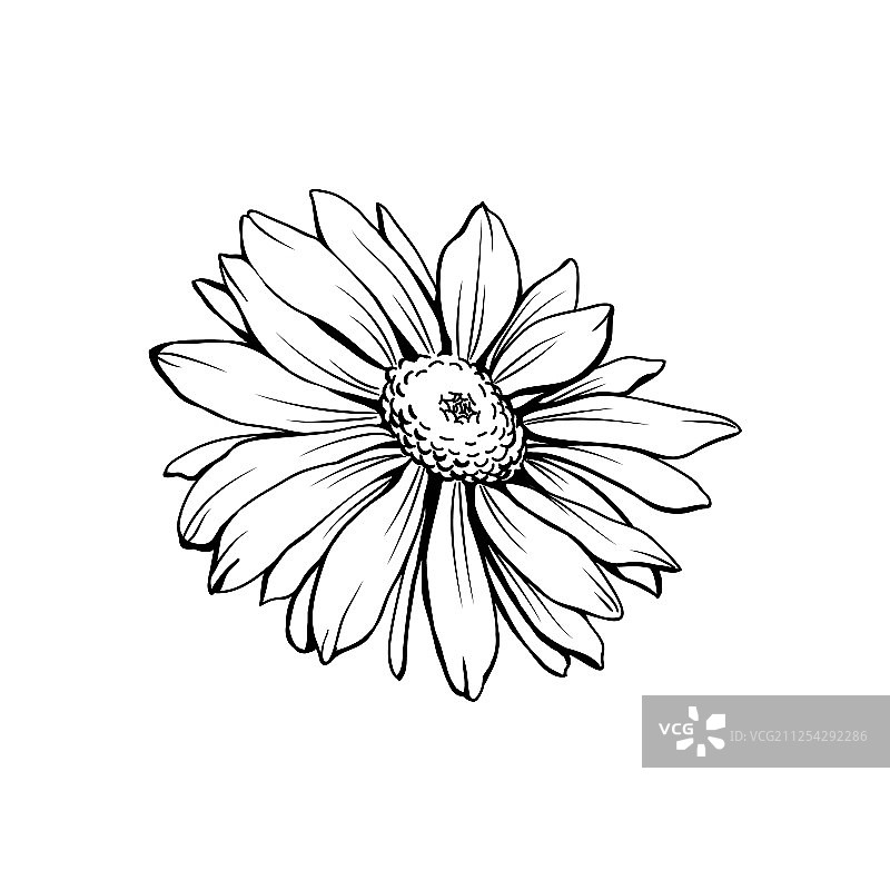 德国洋甘菊黑色墨水素描图片素材