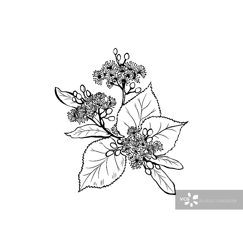 椴树花黑色墨水图片素材