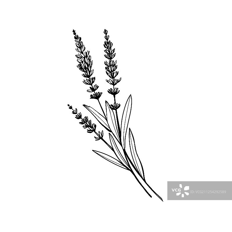 薰衣草黑色墨水手绘草图图片素材